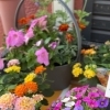 事務所前の花壇が新緑色に模様替えしました