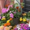 事務所前の花壇が新緑色に模様替えしました
