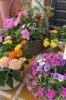 玄関先を彩る季節の花々「事務所前の花壇が新緑色に模様替えしました」