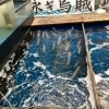 店内生け簀に泳ぎイカ入荷しました
