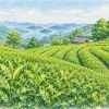 🍃 愛媛県では新茶が取れ始めました｜季節を味わうやさしい一杯