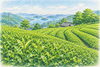 オチャノキ「🍃 愛媛県では新茶が取れ始めました｜季節を味わうやさしい一杯」