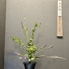 お久しぶりです🌱