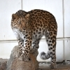 アムールヒョウのラム(♀)の一般公開を開始します