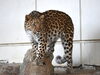 「アムールヒョウのラム(♀)の一般公開を開始します」