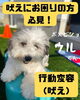 「＼問題行動改善（吠え）🐶／」
