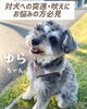 「＼対犬・人への突進、吠えトレーニング🐶／」