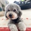 ＼犬の整体🐾もみもみわんこ🐶／