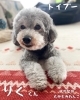 「＼犬の整体🐾もみもみわんこ🐶／」