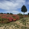 船窪つつじ公園　つつじの開花状況について（令和８年５月14日現在）