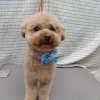 一緒だと【どっぐさろんあきゅ　小型犬専門　トリミング　ペットサロン　京都市南区上鳥羽】