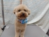 さらに可愛く！✨「一緒だと【どっぐさろんあきゅ　小型犬専門　トリミング　ペットサロン　京都市南区上鳥羽】」
