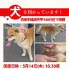 【西条市福成寺甲146番地付近】迷い犬を保護しています！（※せとうちバス／福成寺停留所近辺）