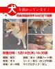 「【西条市福成寺甲146番地付近】迷い犬を保護しています！（※せとうちバス／福成寺停留所近辺）」