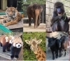 5月～6月 動物たちの誕生会！「5月～6月 動物たちの誕生会！」