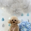 わんこと梅雨☔️＆サロン予約状況