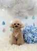クレアちゃん「わんこと梅雨☔️＆サロン予約状況」