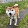 ドッグホテル