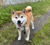 お泊まりの　そらちゃん「ドッグホテル」