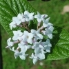 チョウジガマズミの移植作業を行いました