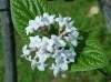 「チョウジガマズミ」はこんな花を咲かせるそうです。今回は咲き終わった後の移植でした。「チョウジガマズミの移植作業を行いました」