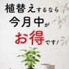 観葉植物の植替えは今月がお得！6月から料金改定予定｜徳島市 はっぱ堂