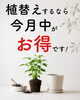「観葉植物の植替えは今月がお得！6月から料金改定予定｜徳島市 はっぱ堂」