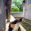 境内で出会える猫と花たち｜お花プロジェクト活動レポート