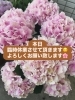 「本日臨時休業致します！」