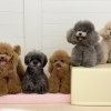 ましゅまろ幼稚園🐾