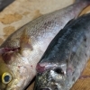 【魚も酒も自ら厳選する瑞江の小料理屋】