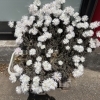 店舗前のお花たち