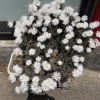 店舗前のお花たち