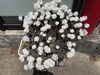 松葉菊「店舗前のお花たち」