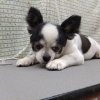 がんばりました【どっぐさろんあきゅ　小型犬専門　トリミング　ペットサロン　京都市南区上鳥羽】