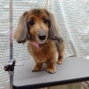 洗うだけのウォッシュコース【どっぐさろんあきゅ　小型犬専門　トリミング　ペットサロン　京都市南区上鳥羽】