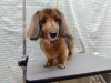 リラックスできるサロンで綺麗になります「洗うだけのウォッシュコース【どっぐさろんあきゅ　小型犬専門　トリミング　ペットサロン　京都市南区上鳥羽】」