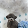 わんこと梅雨☔️