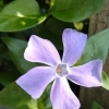 定休日♪花言葉は・・(^.^)
