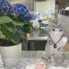 店休日のお知らせ