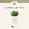 【花小金井】ミニ観葉植物が入荷しました🌿