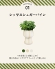 シッサスシュガーパイン「【花小金井】ミニ観葉植物が入荷しました🌿」