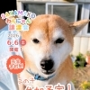 【完全予約制】SAYAMAKOわんにゃん譲渡会2026.6.6㈯ 参加犬紹介④豆柴犬　 埼玉/所沢・入間・狭山・川越・飯能 　東京/東大和・武蔵村山・東村山・東久留米・小平・立川