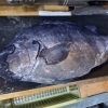 特大石鯛、ハマダイ、カマス、カワハギ