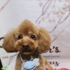 トイプードルのイブくん♪ 母の日風ピンク背景でブルーハチチャームフォト！