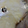 松川カレイ入荷致しました！