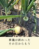 「泣ける玉ねぎ」