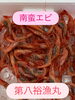 南蛮エビ「本日鮮魚入荷致しました」