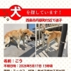 【西条市丹原町】迷い犬を探しています（不明になった日：2026年5月17日）