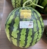 金色羅王　「🍉圧倒的な糖度を誇る、金色のスイカ　 話題の「金色羅王」入荷しました✨新鮮果実 日野屋　ビオルネ枚方地下１階🥝✨」